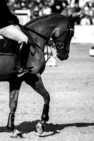 Black and white image of a horse and rider in an equestrian event. The horse is trotting, showing elegance and focus. The rider wears boots and jodhpurs.