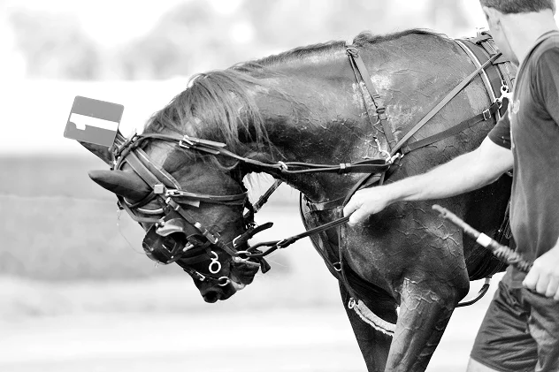 Black and white photo of a harnessed horse with head bowed, led by a man holding reins and a whip. The scene conveys motion and focus.