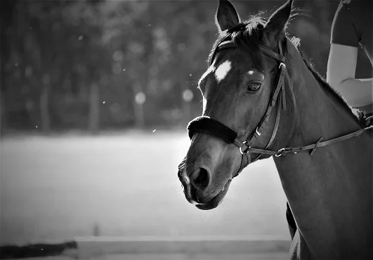Black and white image of a horse with a bridle, head turned slightly to the left. Sunlight outlines its features, creating a calm, serene atmosphere.